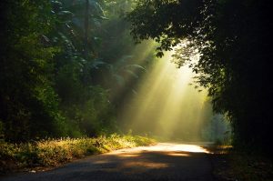 morning-sun-light-rays-piercing-through-the-trees